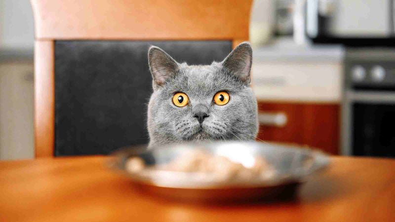 Diet-Related Odors