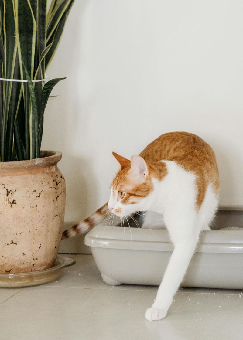Dirty Litter Box