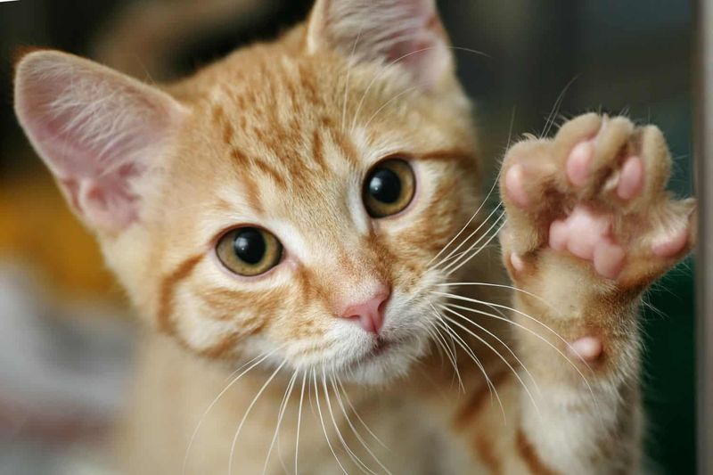 Dirty Paws