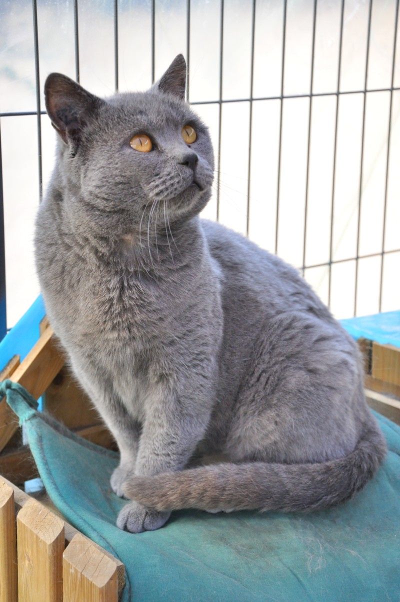 Distinctive Blue-Gray Coat