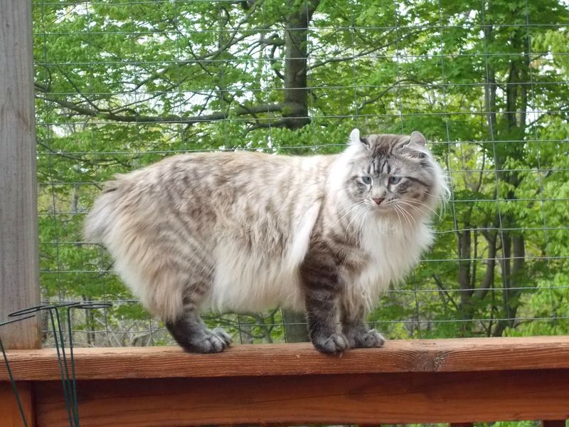 Distinctive Bobtail