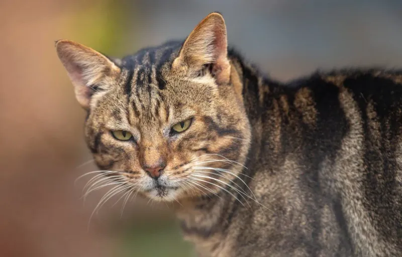 Distinctive Coat Pattern