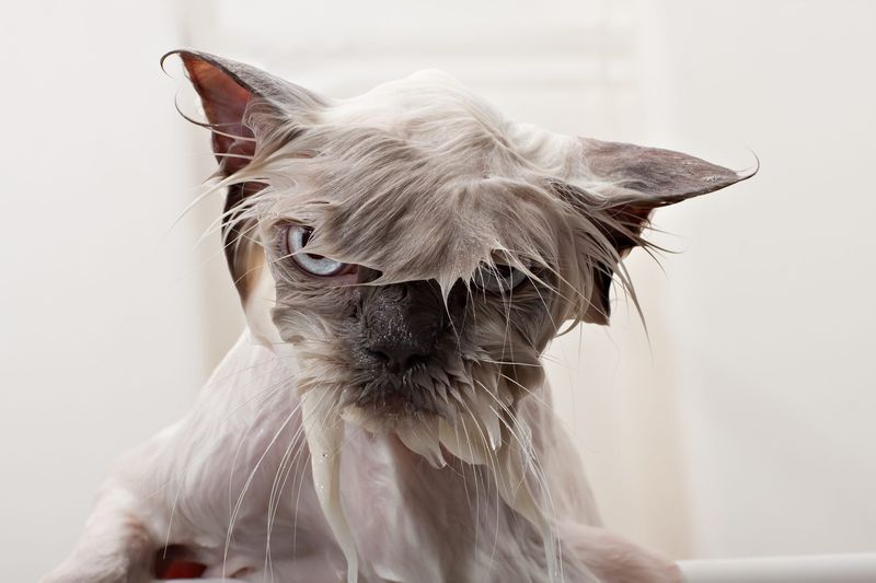 Do Cats Actually Hate Water, or Is It a Learned Behavior?