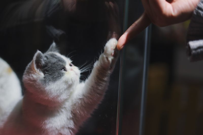 Do Cats Know When We’re Sad?