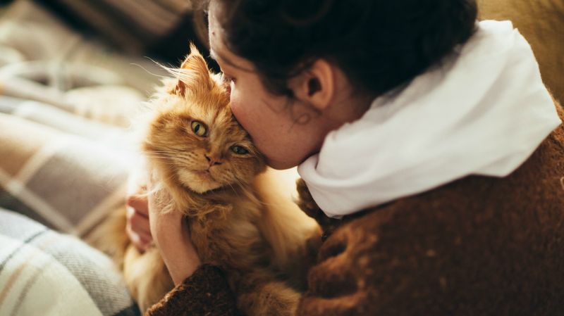 Do Cats Like to Cuddle, or Are They Just Tolerating Us?