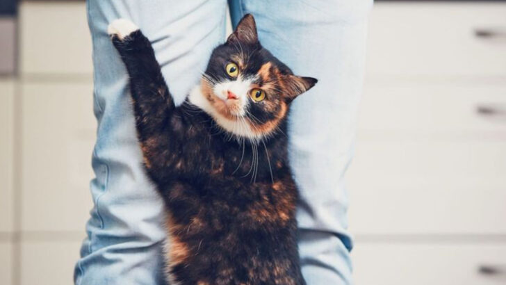 Do Cats Love Us? And 15 Other Things Cat Owners Disagree On