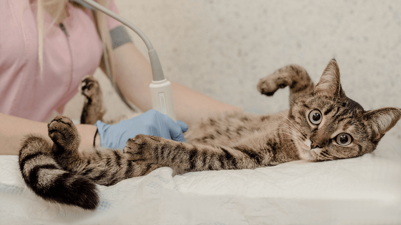 Do cats need to be spayed or neutered?