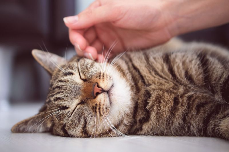 Do cats prefer being petted or left alone?