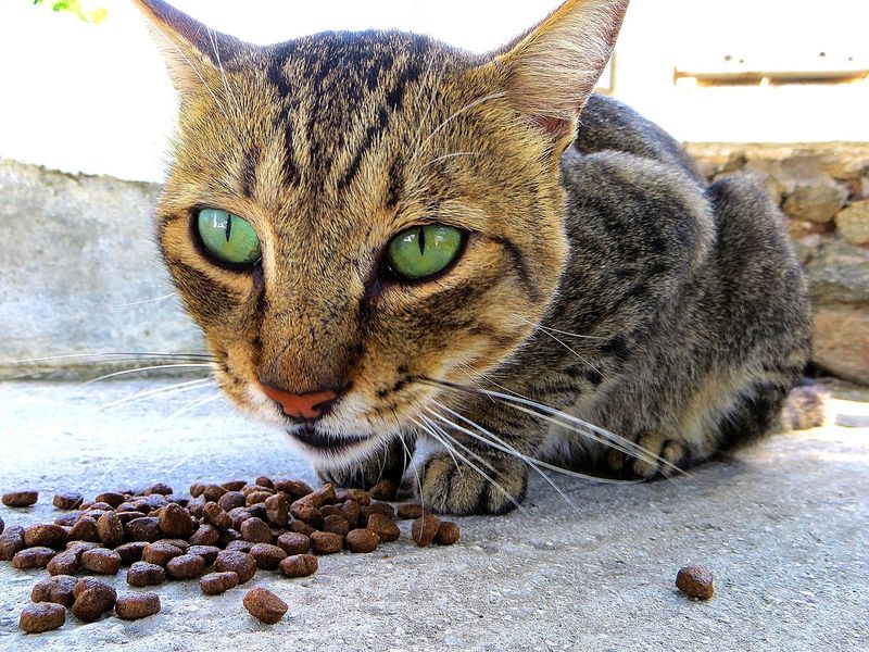 Do cats prefer wet food or dry food?