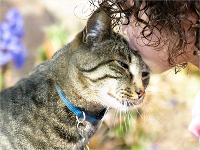 Do cats really love us, or just tolerate us?