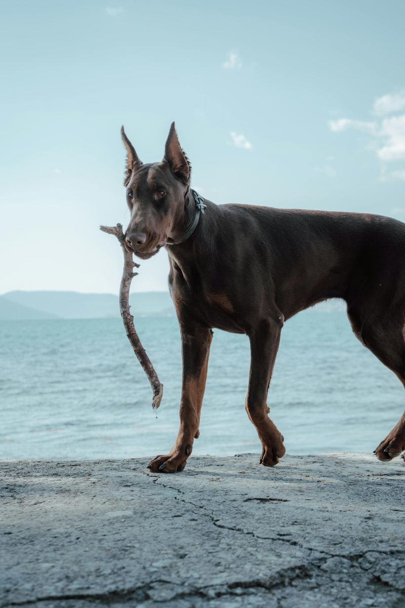 Doberman Pinscher