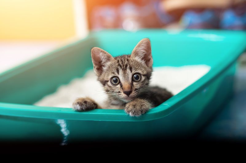 Don't Ignore Litter Box Rules