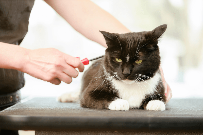 Don't Overlook Grooming Needs