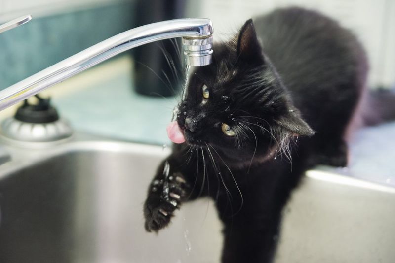 Drinking from Faucets