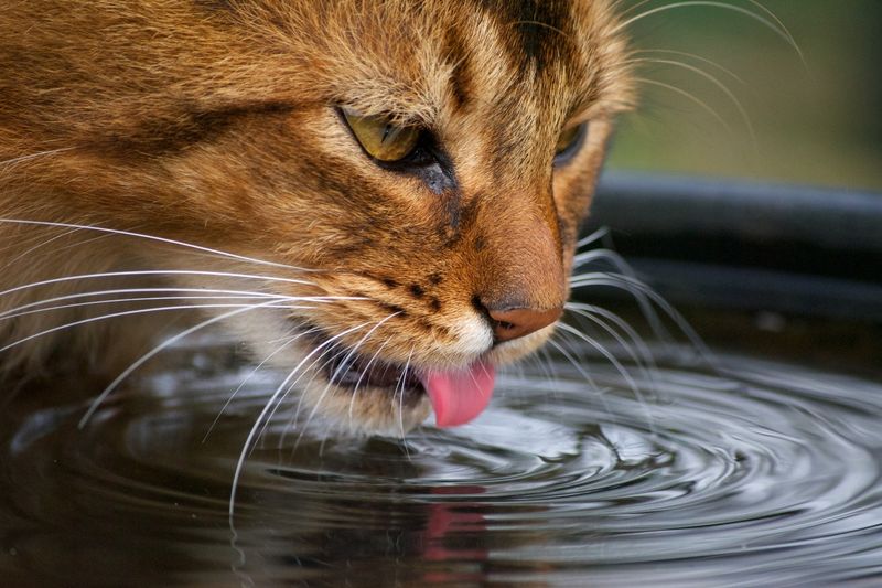 Drinking from Unfrozen Water Sources