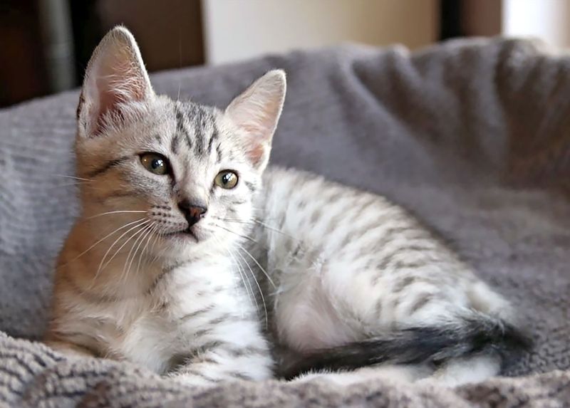 Egyptian Mau