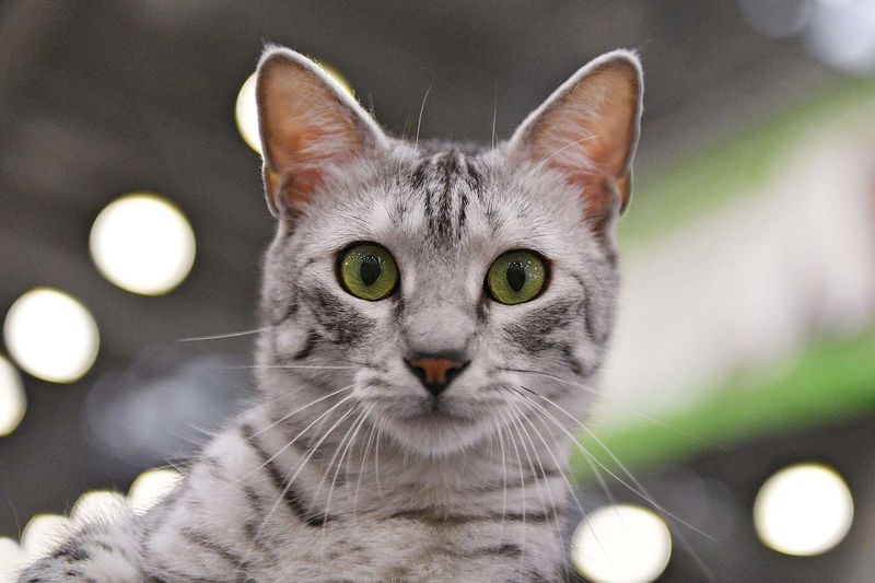 Egyptian Mau