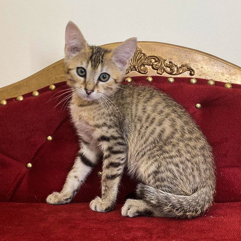 Egyptian Mau