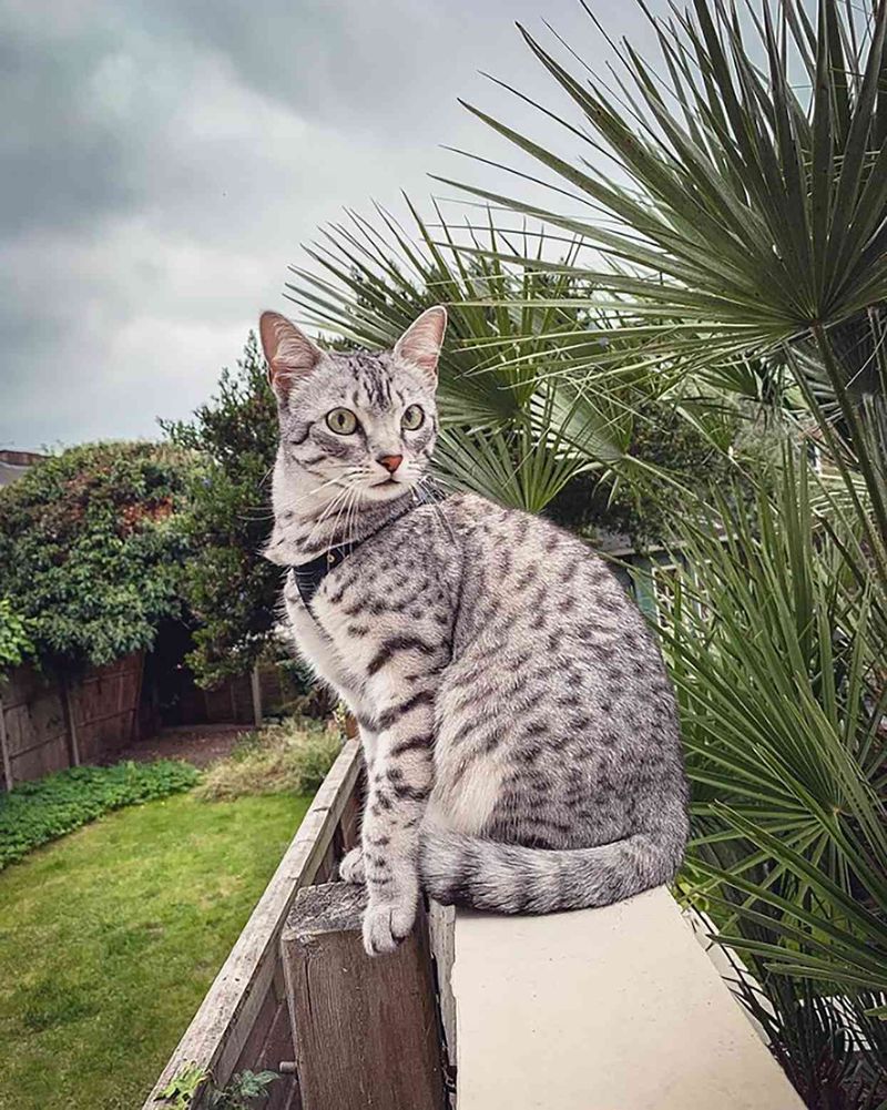 Egyptian Mau