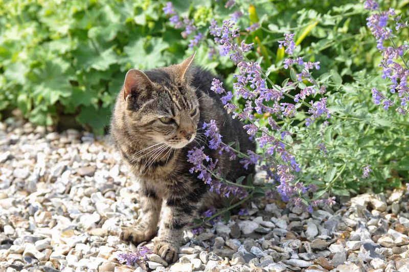 Engaging Scent Enrichment