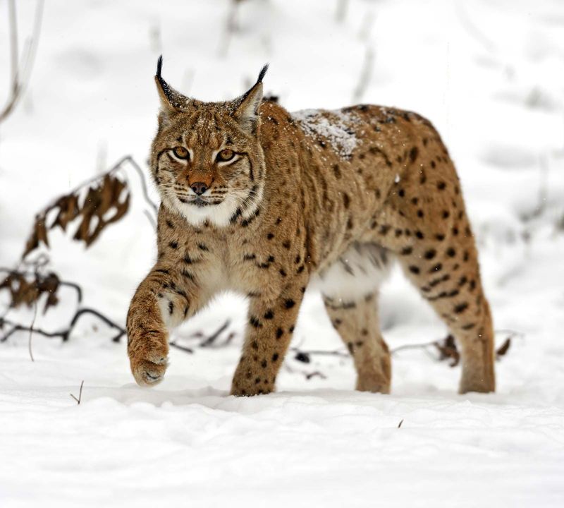 Eurasian Lynx