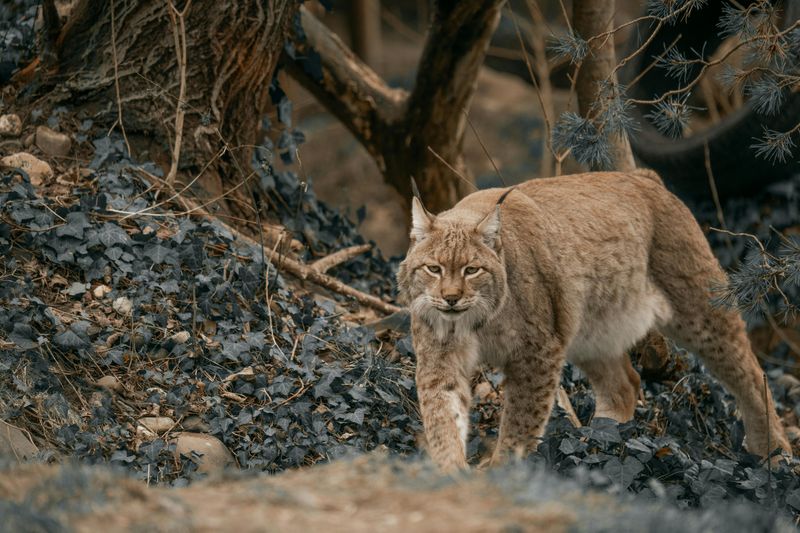 Eurasian Lynx