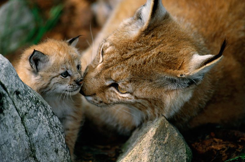 Eurasian Lynx