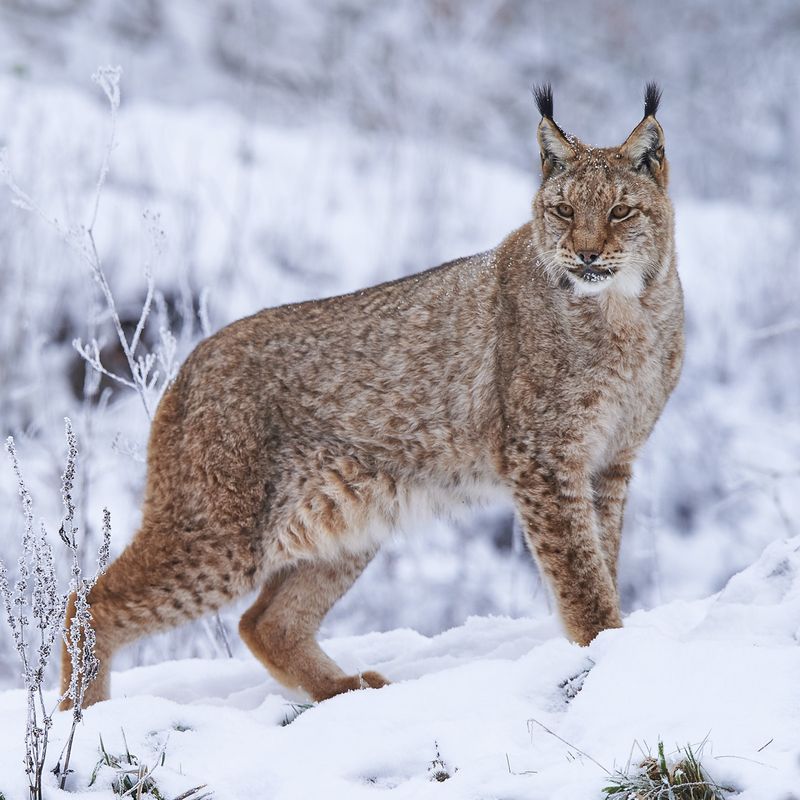 Eurasian Lynx (Lynx lynx)