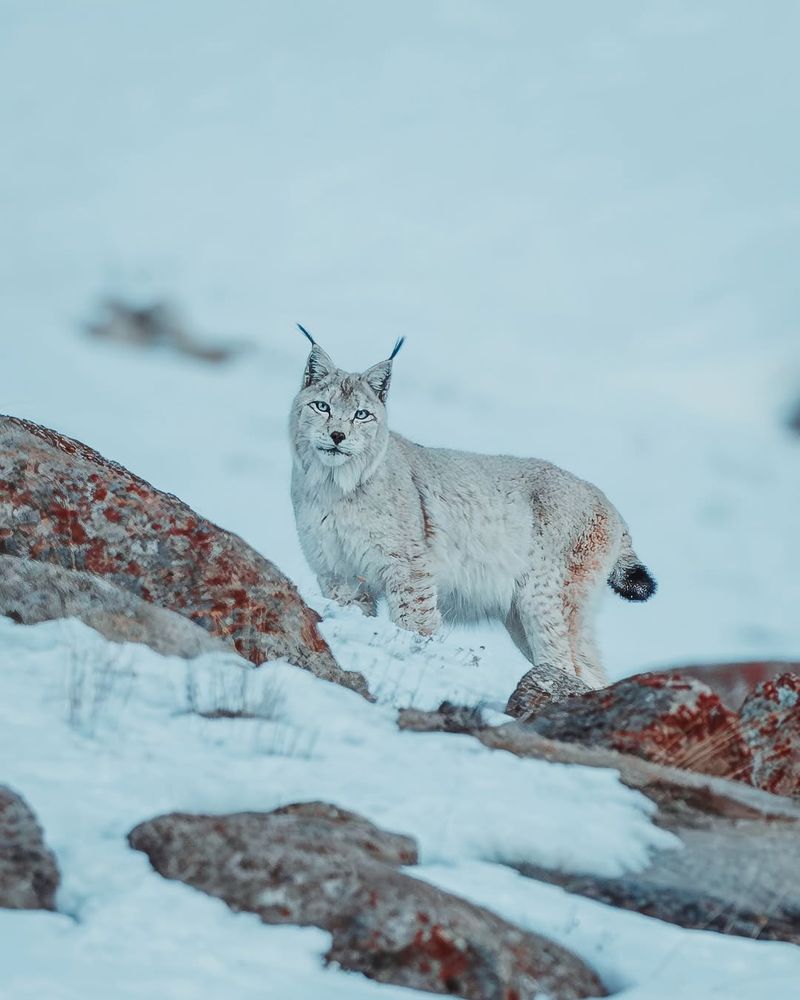Eurasian Lynx (Lynx lynx)