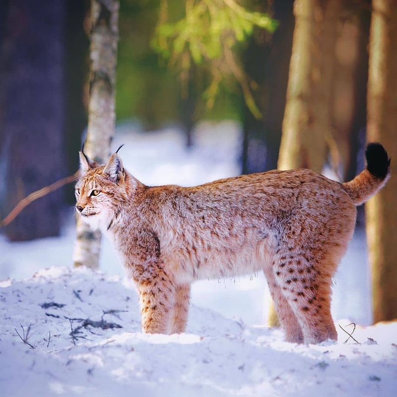 Eurasian Lynx