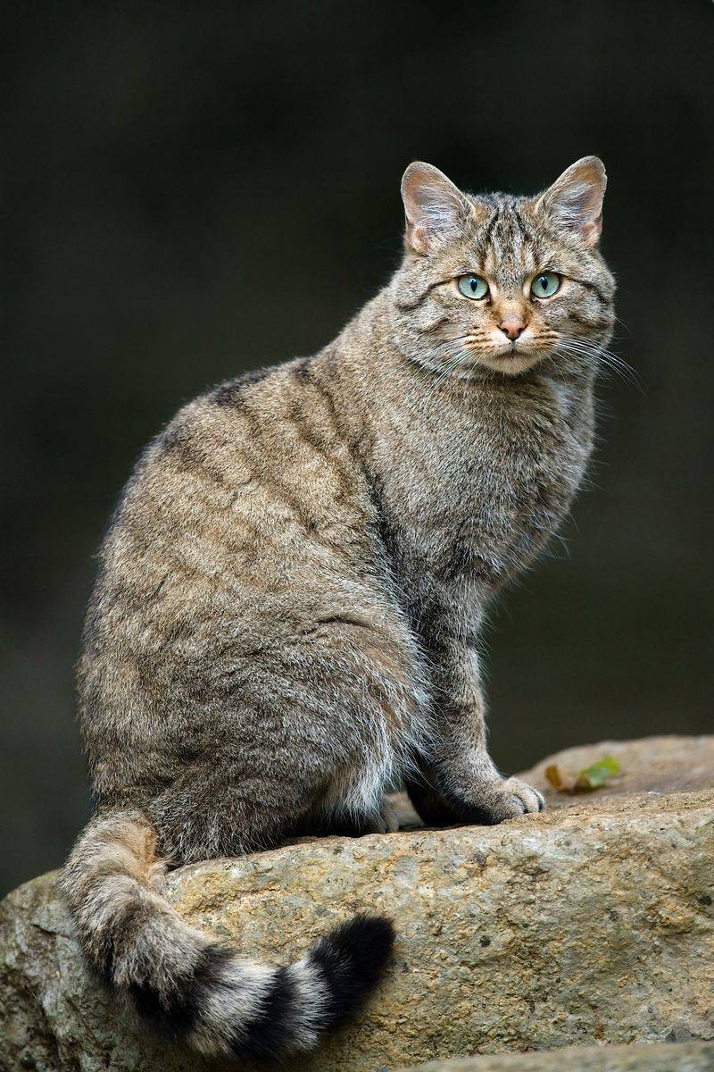 European Wildcat