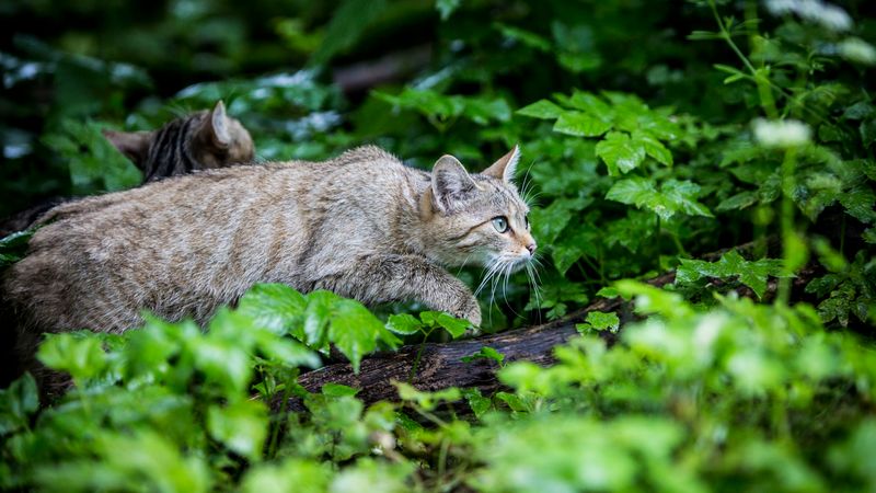 European Wildcat (Felis silvestris) – Europe & the UK