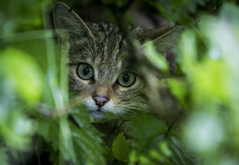 European Wildcat (Felis silvestris)