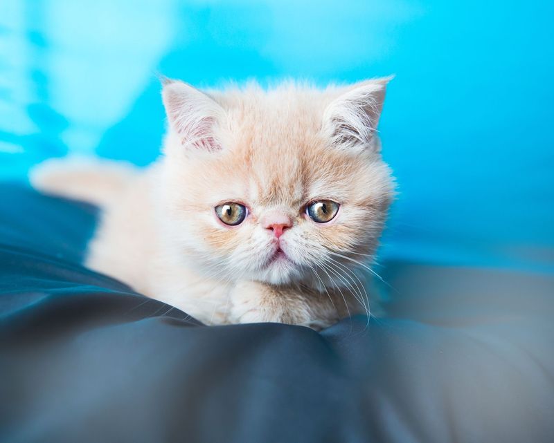 Exotic Shorthair