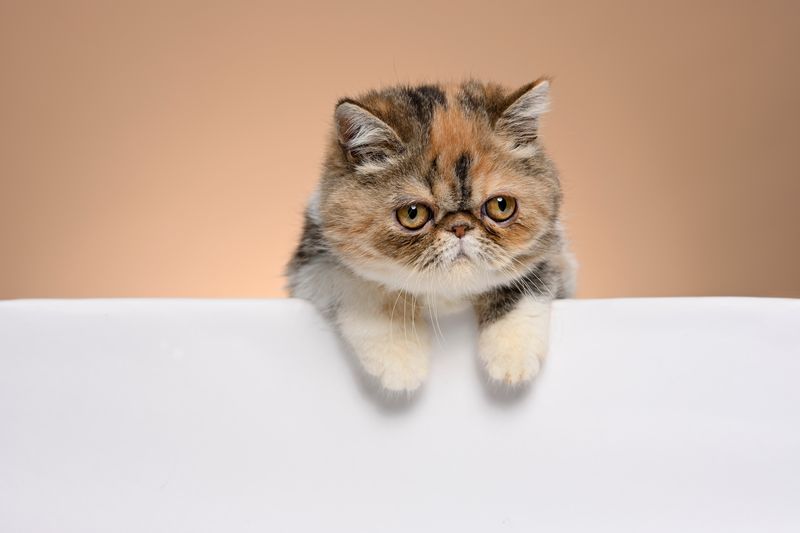 Exotic Shorthair