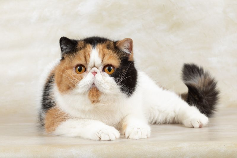 Exotic Shorthair