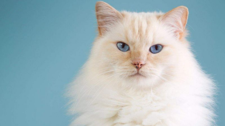 Explore 9 Gorgeous Color Patterns of Lynx Point Ragdolls