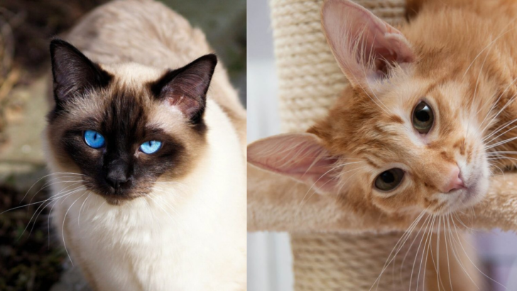 Exploring the 15 Key Differences Between Balinese and Javanese Cats