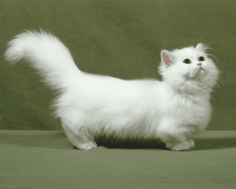 Famous Munchkin Cats