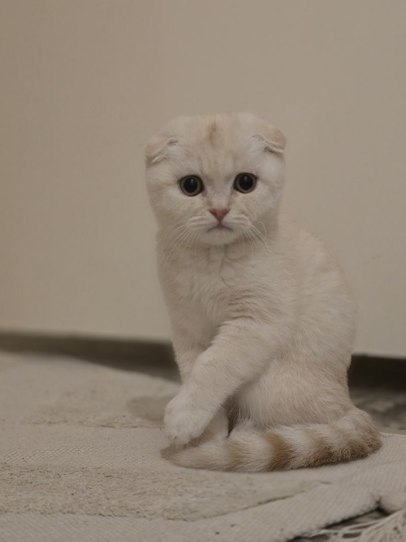 Fawn Scottish Fold