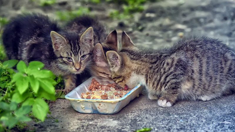 Feed Nutritious Cat Food