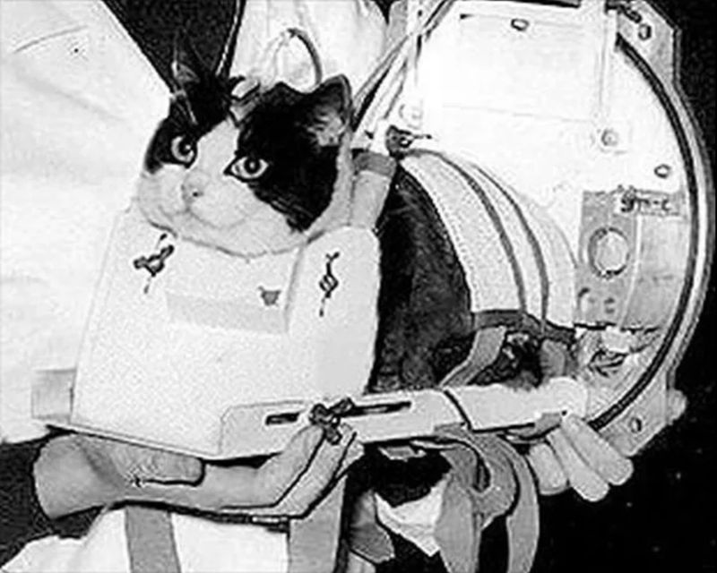 Félicette – The First Cat in Space