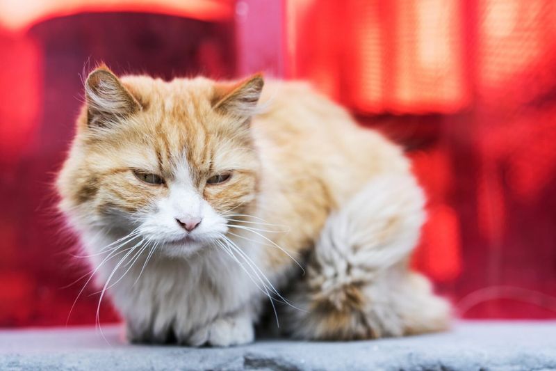 Feline Immunodeficiency Virus (FIV)