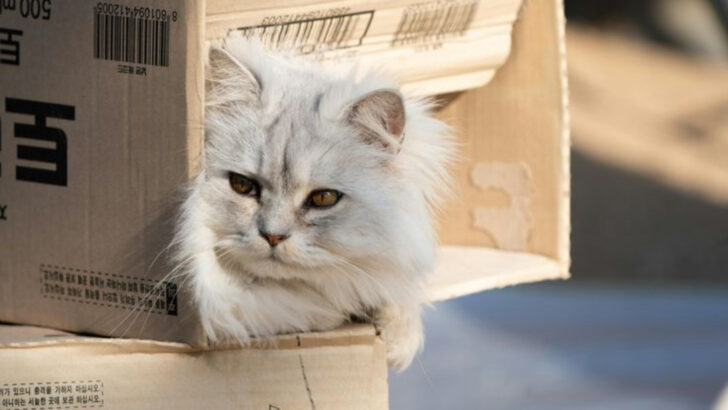 Feline Logic: 20 Surprising Reasons Cats Pick Boxes Over Cushions