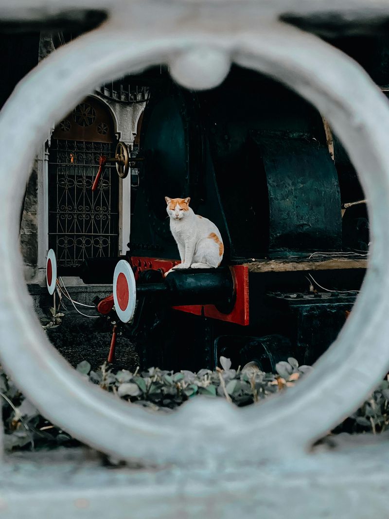 Felix – The Train-Hopping Cat