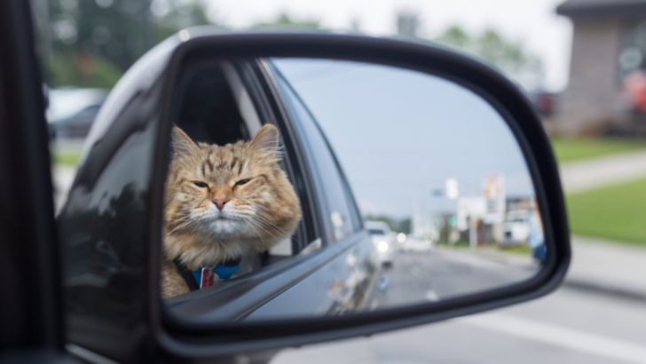 First Road Trip With a Cat? Here Are 15 Tips to Keep Your Feline Safe and Happy