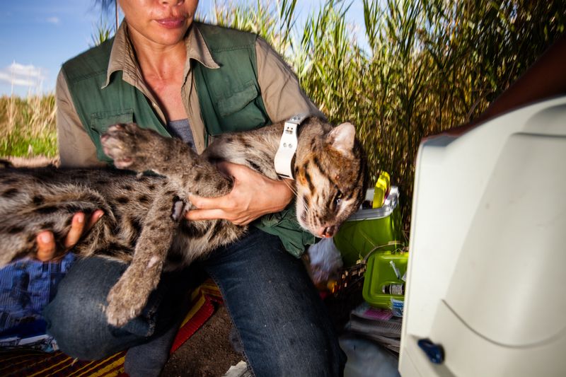 Fishing Cat