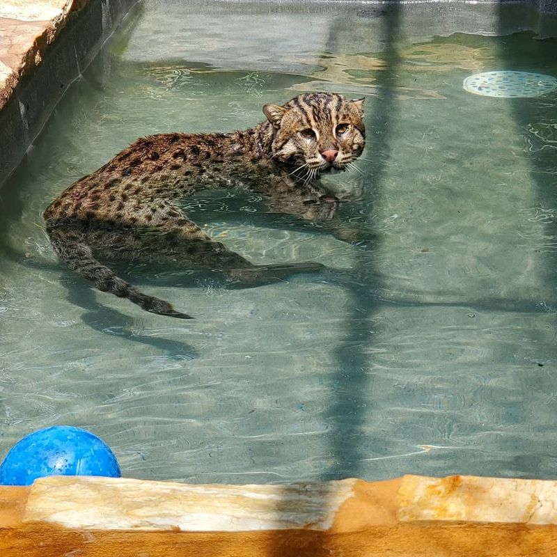 Fishing Cat