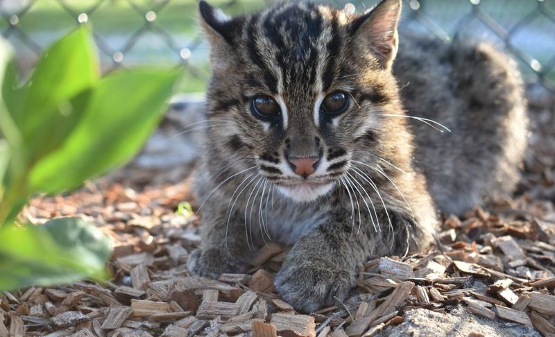 Fishing Cat