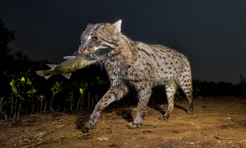 Fishing Cat